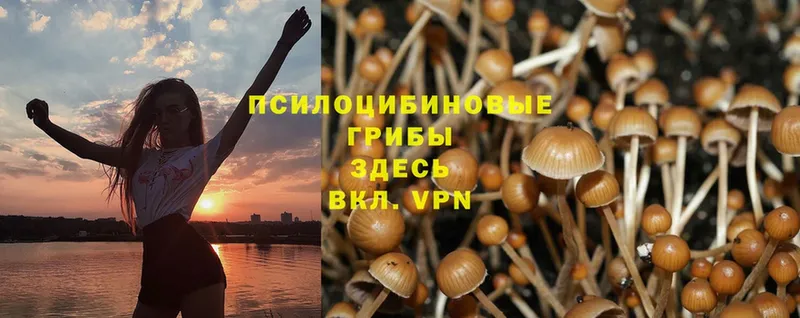 Псилоцибиновые грибы Psilocybe  цена наркотик  Ленинск 